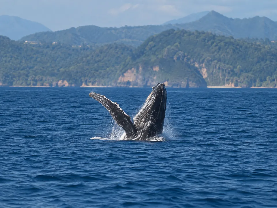 AI illustration inspired by Samaná Whale Watching Tour
