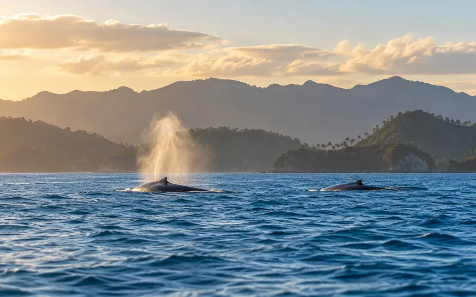 AI illustration inspired by Whale watching in Samaná
